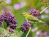 Sue Hsu's photo